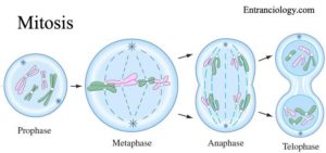 Cell Division - Mitosis and Meiosis entranciology science biology