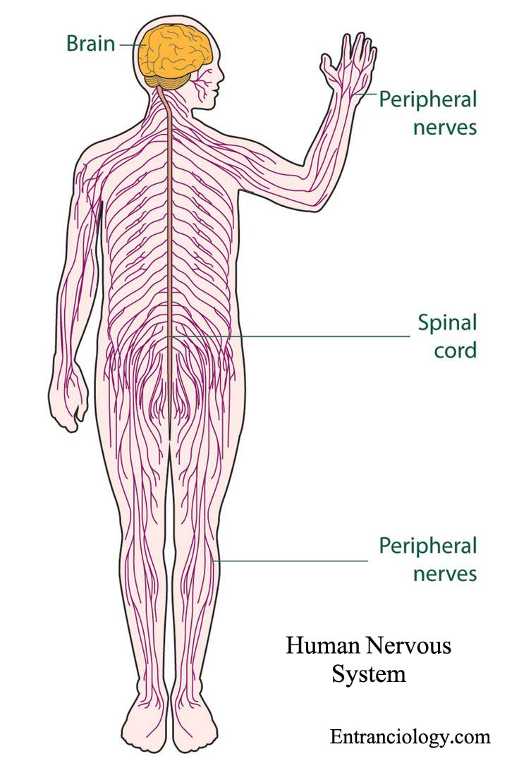 What Is Human Nervous System Structure And Functions Human Physiology And Anatomy 2194