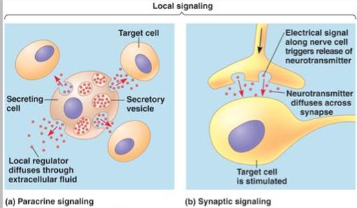 synaptic signaling paracrine signaling types of hormones entranciology.com