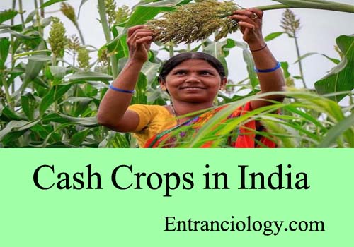 cash crops in india entranciology