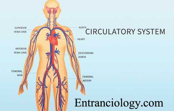 human body circulatory system entranciology