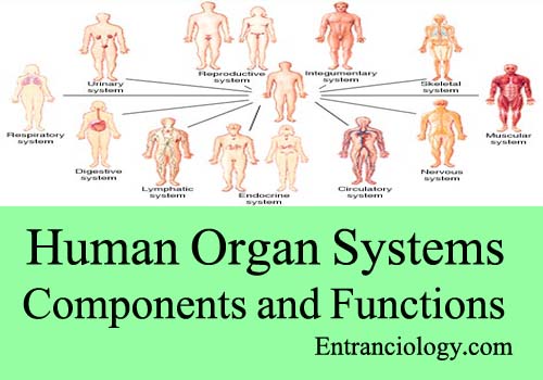 human organ systems components and functions entranciology
