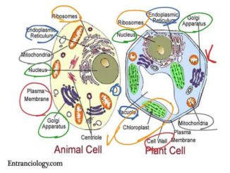 difference between plant cell and animal cell entranciology