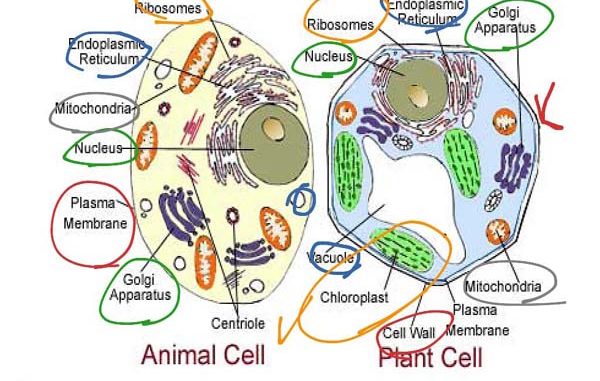 Difference Between Plant Cell and Animal Cell : Biology Theory Study -  