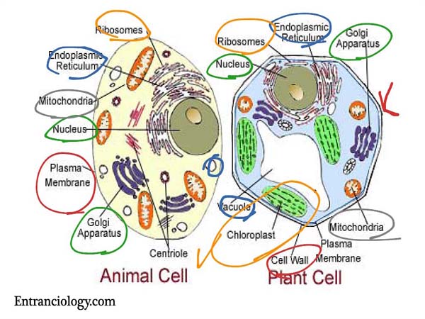 Difference Between Plant Cell and Animal Cell : Biology Theory Study -  